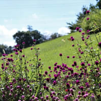 北総花の公園