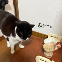 おにく　たべとこ。