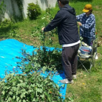 ジューンベリーの収穫到来