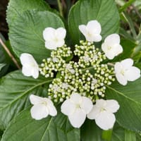 今日、藍ケ江付近に咲いていた花たち。　　　　白いガクアジサイなどなど…