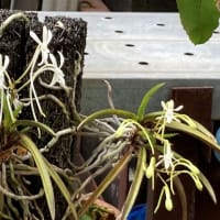 通りすがりに見た花々と庭に咲いた花たち