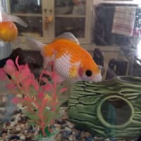 新たな金魚たち