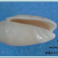 サツマビナ