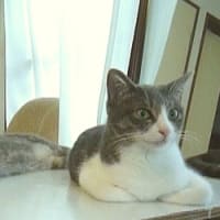 HAPPYビビちゃん