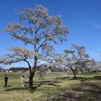 ソメイヨシノ狩り　岩手県立御所湖広域公園　雫石川園地の桜並木（2）桜のトンネルを東へ