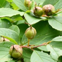 「県立相模原公園」では「ナツツバキ」が実をつけ始めた！！