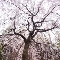 高尾城址公園に行く