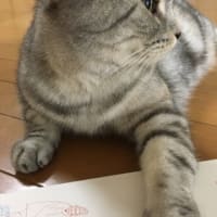まえ髪