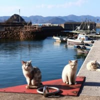 瀬戸内G島の猫たち　2025年2月　その19