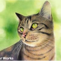 猫の色鉛筆画Vol.3