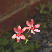 足元の花