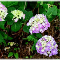 普門寺の紫陽花「岡山県真庭市田原山上」