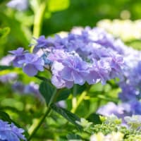 権現堂公園の紫陽花　その４１