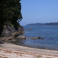 砂浜に咲く花