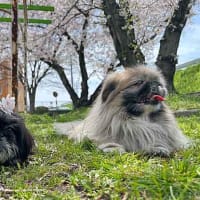 桜満開！お花見① 　愛犬たちと近所の公園へお花見散歩！
