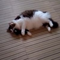 記事がない時のソウタ頼み。その2。
