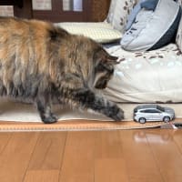５月２８日　ミニカーとニャンズ