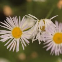 今日の花
