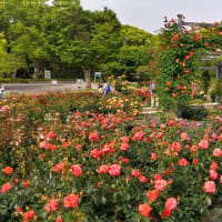 5月12日 ・万博ローズフェスタで課外授業