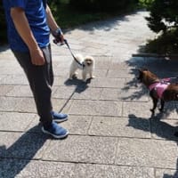 お散歩日和