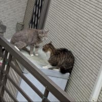クリンへの想いは尽きなくて・・・294