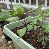 野菜の苗植え