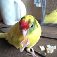レモンの日記