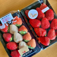 白いのは違うらしい。。。