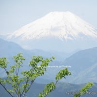 【高尾山】ここも東京です♪薬王院奥社へお参りの後は高尾山のテラスで高尾蕎麦＠十一丁目茶屋