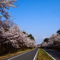 タラの芽と桜