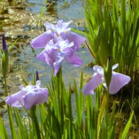 リハビリは嘘をつかない～東村山市：北山公園菖蒲田～