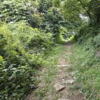 妙蓮寺散歩ーシェア畑・慈雲寺・菊名池