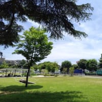 アジサイと　関東高校馬術トーナメント