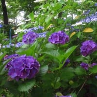 紫陽花の殿堂　もりやま芦刈園（2）
