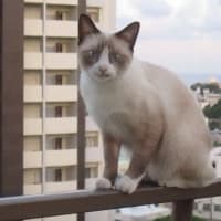マンション8階の手摺の上を歩く　猫　危険がいっぱい