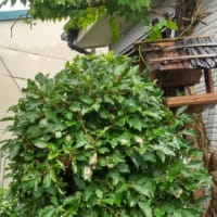 グミの実が沢山出来ました