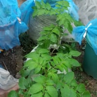 秋植えのじゃがいも⑦失敗したみたい