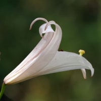 荘川のささゆりを見てきました②