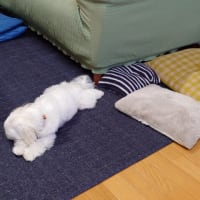 朝の雨と、ネット張り