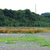 多摩川夕景３