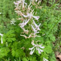 みらい局　写真館　春の野の花