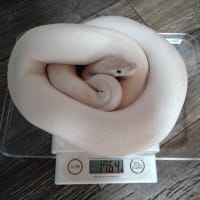 蛇達、２月の体重測定