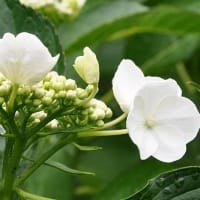 虹（にじ）