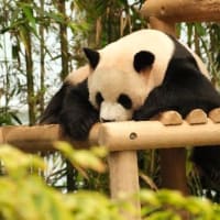 俺VS韓国の動物たち　vol.3