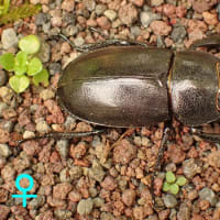 ハチジョウノコギリクワガタ
