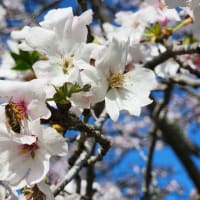 千葉市『昭和の森』(Showanomori Park)の桜2024