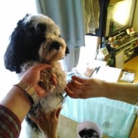 愛犬イブ君の写真