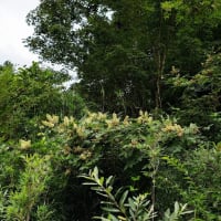 芦ノ湖西岸を歩く