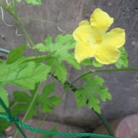 凡のひとりごと　　　ゴーヤ