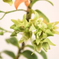 キバナノセッコク　花変わり品種の紹介